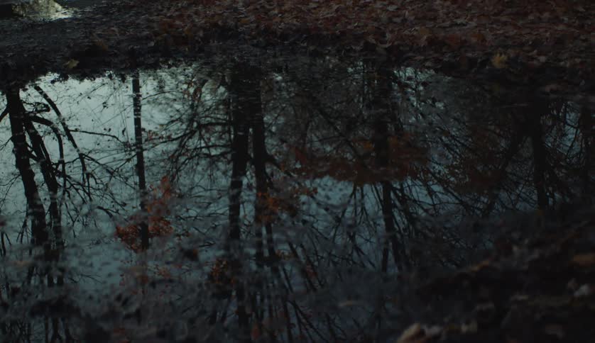 Trees reflecting on the surface of a puddle in the ground at evening