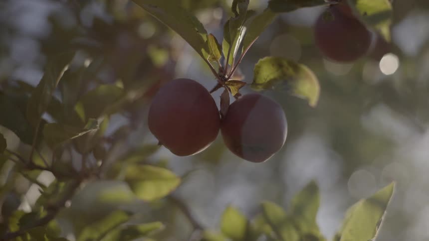 Two red apples hanging on a tree branch with sunlight filtering through the leaves.