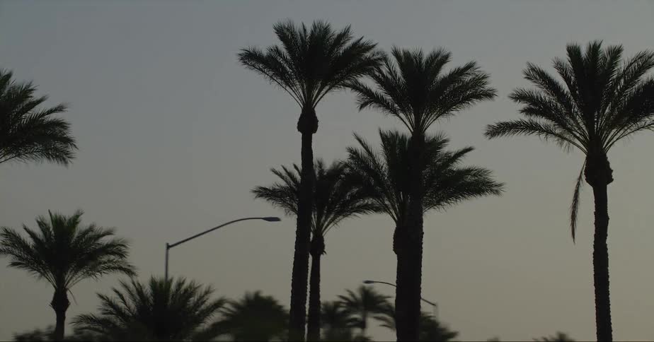 Palm trees are silhouetted against the sky at dusk in the city