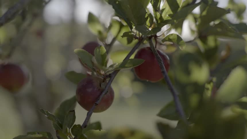Red apples hanging on a tree branch surrounded by green leaves in an orchard.