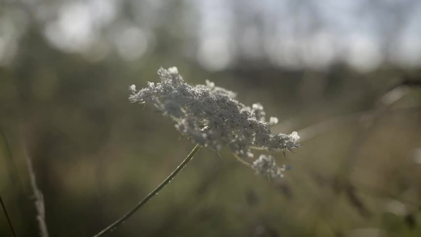 A delicate white wildflower grows alone in a sunlit grassy field during summer.