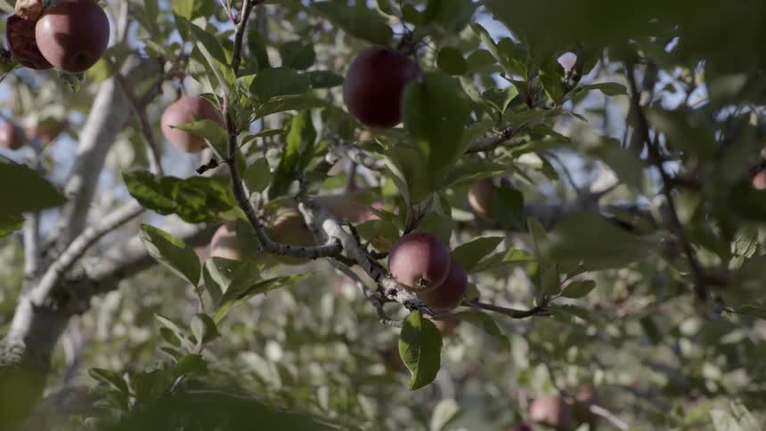 Ripe red apples sway on tree branches during a windy day in the orchard.