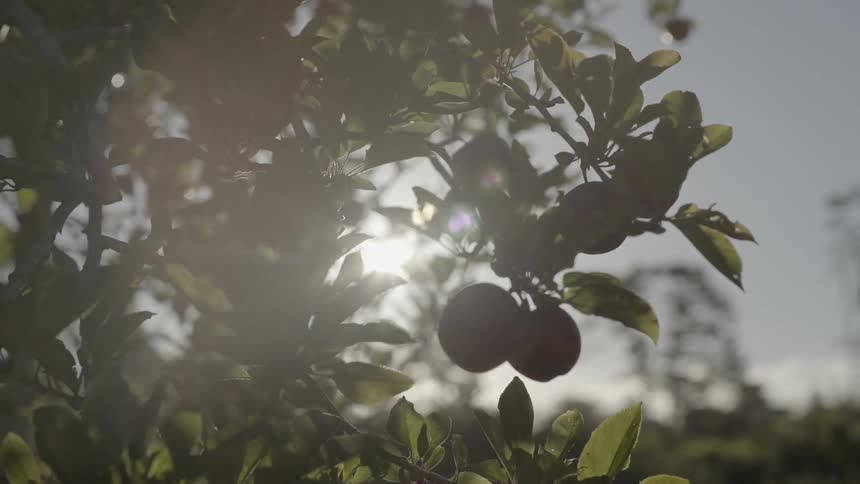 Sun shines through the branches of a productive apple tree filled with red fruit.