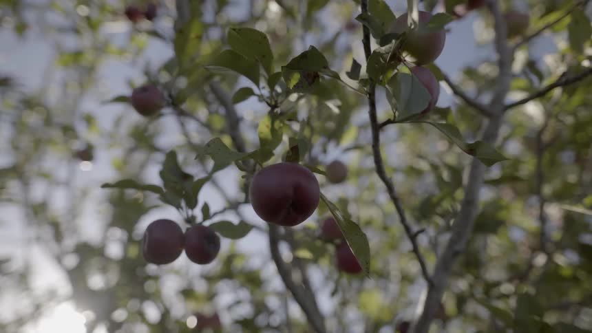 Sun shines through the branches of a productive apple tree filled with red fruit.