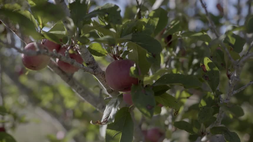 Several ripe red apples grow on a branch in a beautiful and lush orchard