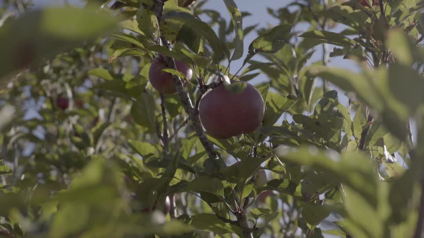 Beautiful red apples dangling from a branch in a productive and lush apple grove.