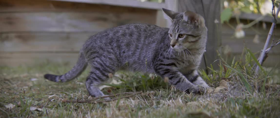 A domestic tabby cat pounces on a small bug during a breezy afternoon outdoors.
