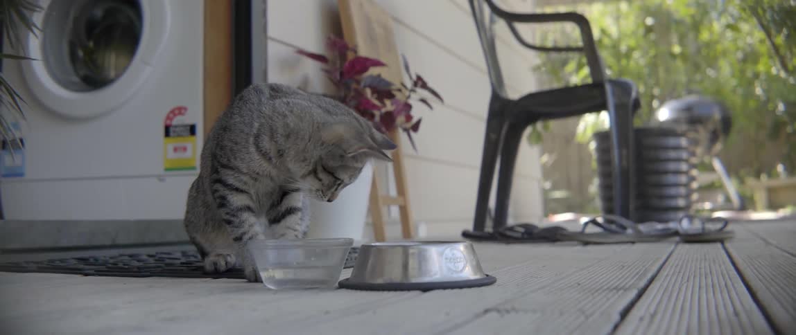 Tabby cat inspecting its water and food dishes while standing on a wooden patio.
