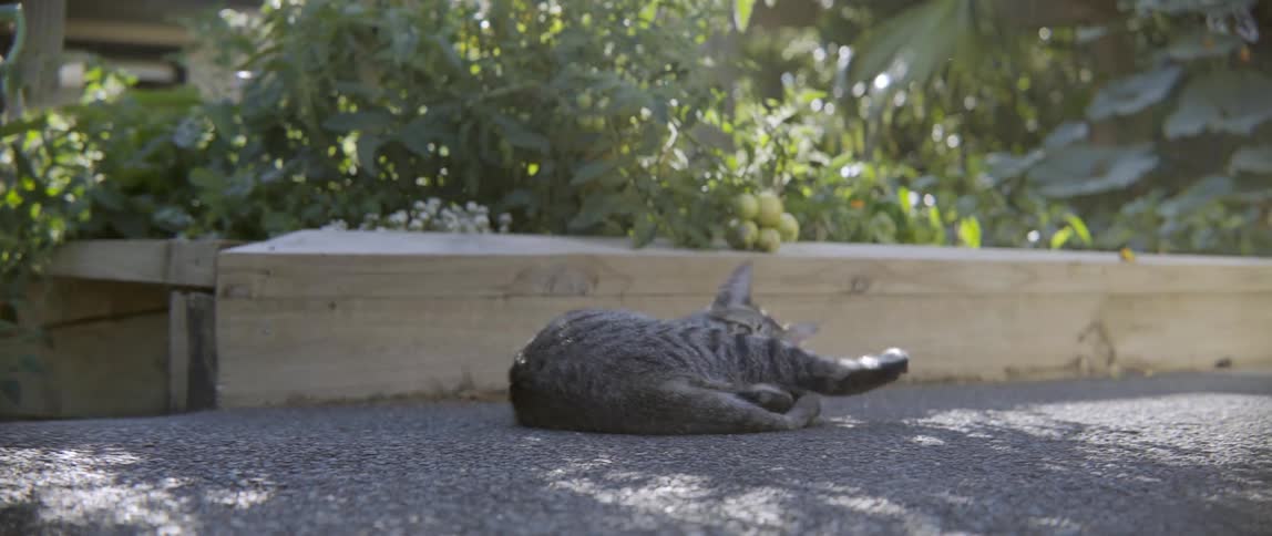 Domestic tabby cat rolling over and biting its own tail while lounging outside comfortably.