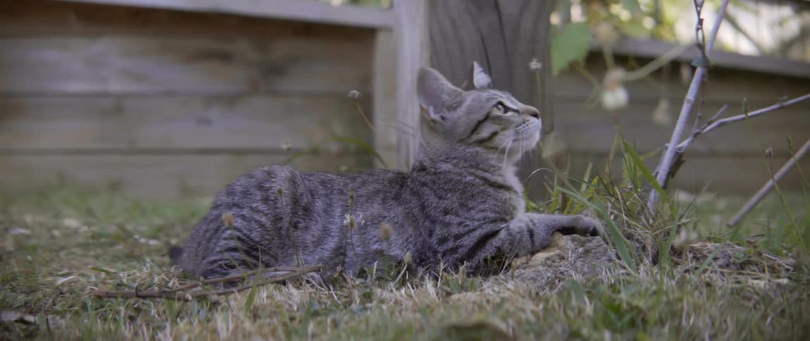 A domestic tabby cat sits in the grass and watches for movement in nature.