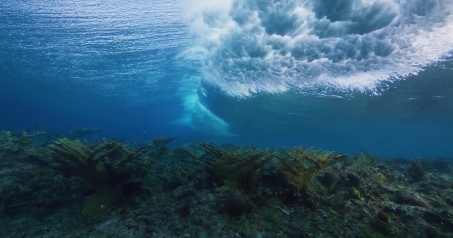 Under water footage of a large wave moving across the ocean over vegetation