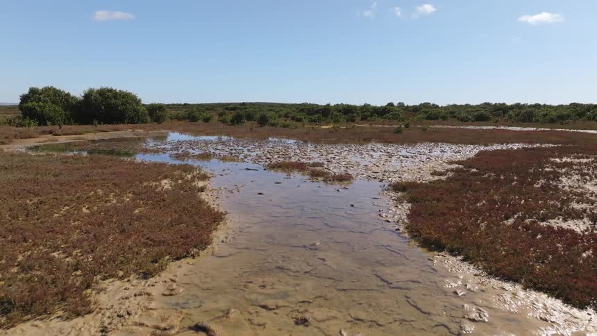 Wet surface of a marsh in the countryside at daytime