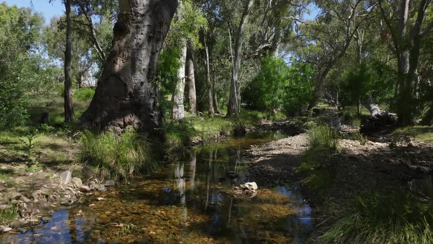A bird flies over a stream running through a forest