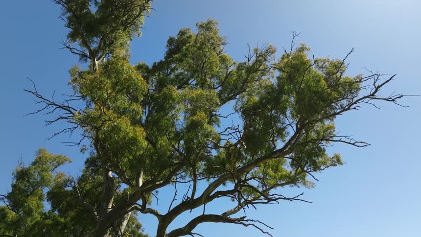 The sun shines brightly upon trees under a clear blue sky
