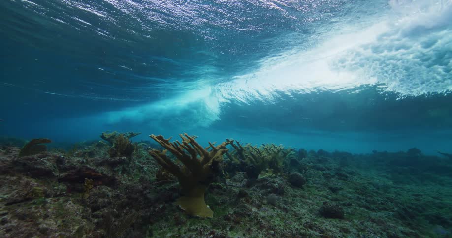Wave rolling over seafloor allows light to shine through