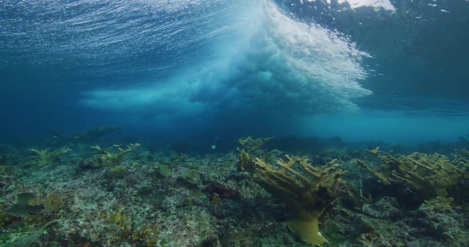 Water ripples and moves as a wave moves over the surface and plants are growing on the seabed underwater