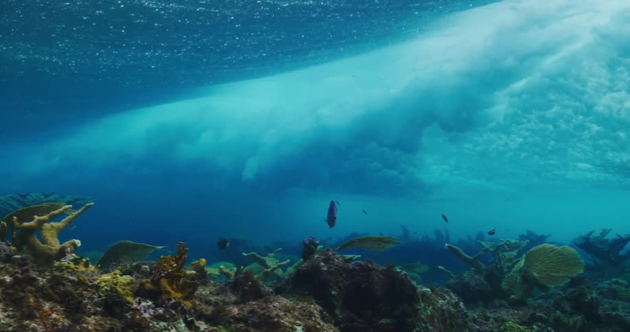 Ocean wave move across the surface of the water while fishes swim underwater