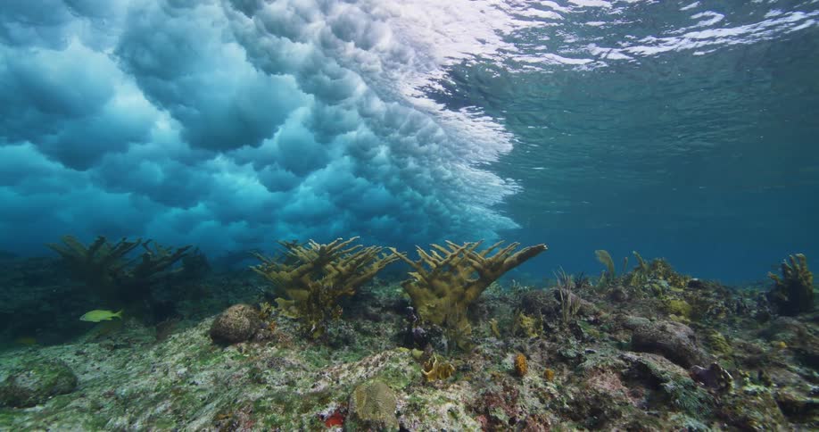 Water ripples and moves as a wave moves over the surface and plants are growing on the seabed as fish swim