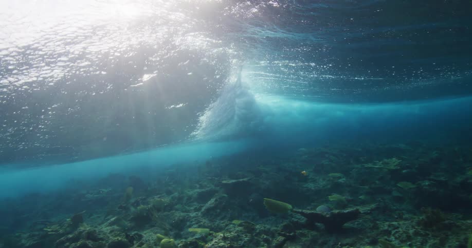 Fish swim under a large wave in the sea