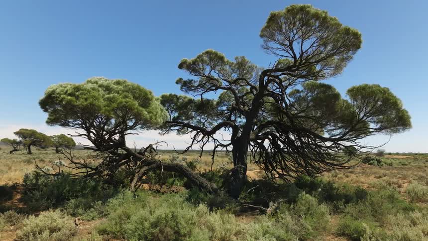 A tree is displayed in a landscape during spring