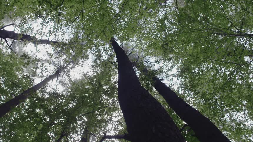 Sunlight passing through a tree canopy
