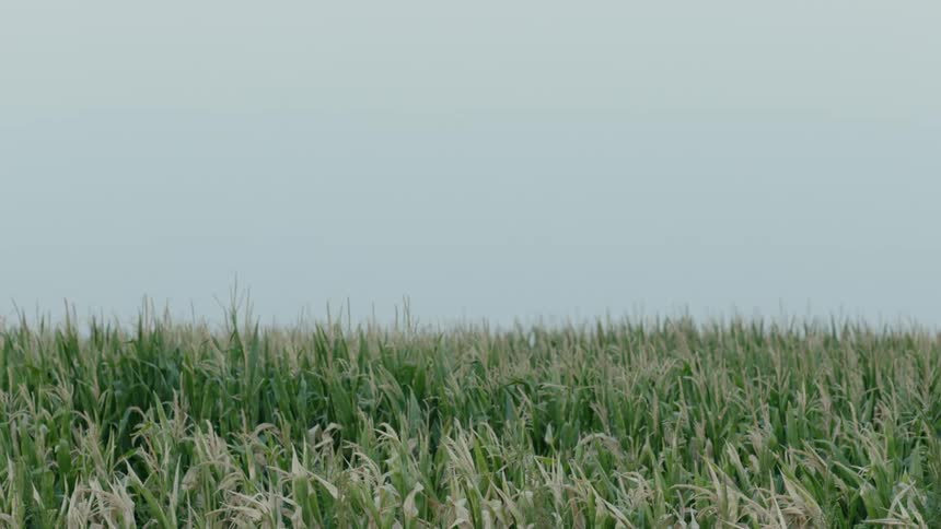A field of corn on a Texas farm is moving in the breeze