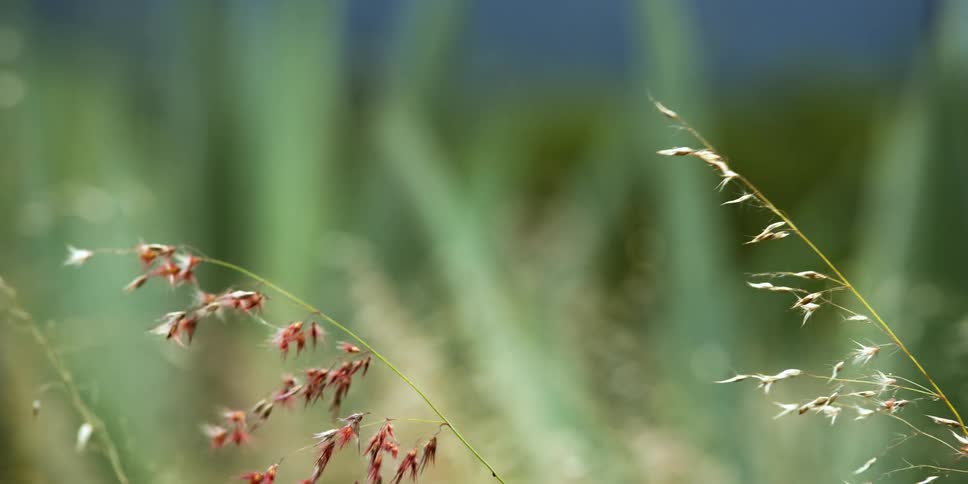Red wild flowers growing in the grass on a field at daytime