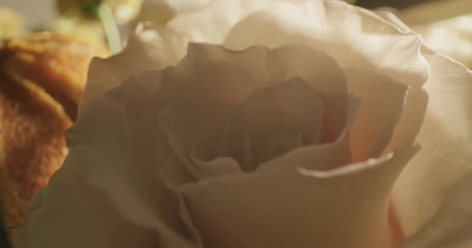 Close up view as sunlight shines on a white rose