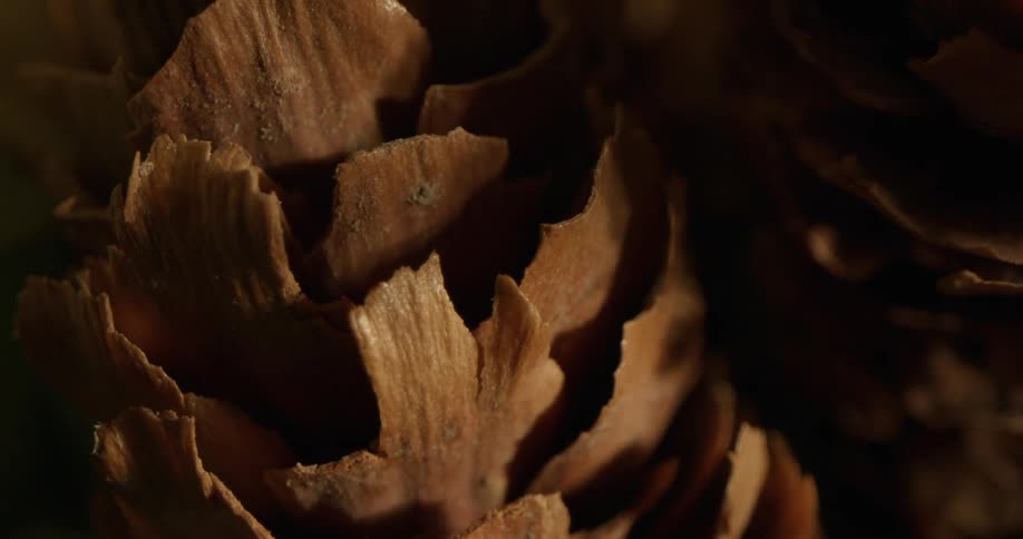 Sunlight shines onto a fallen pine cone