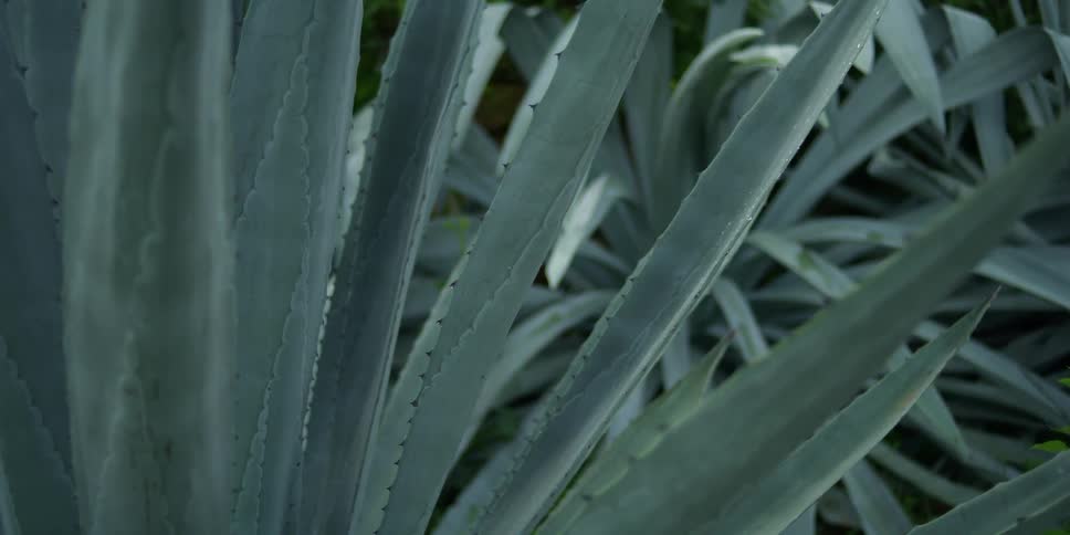 Close up view of a grassland area is displayed