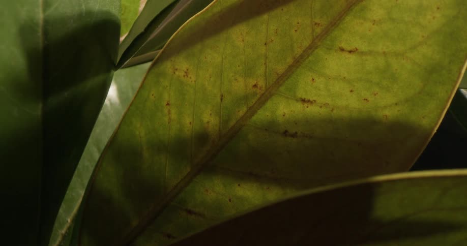 Light shines onto large plant leaf illuminating veins