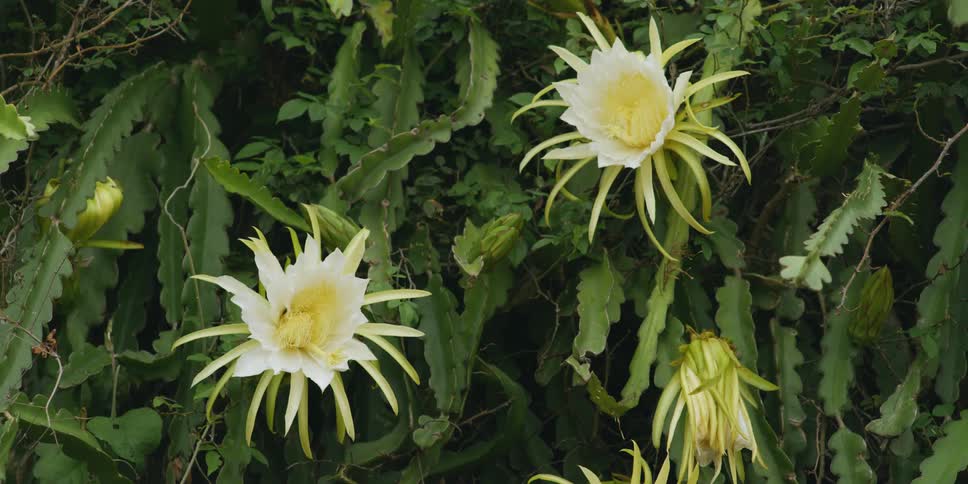 Close up view of tropical flowers are displayed