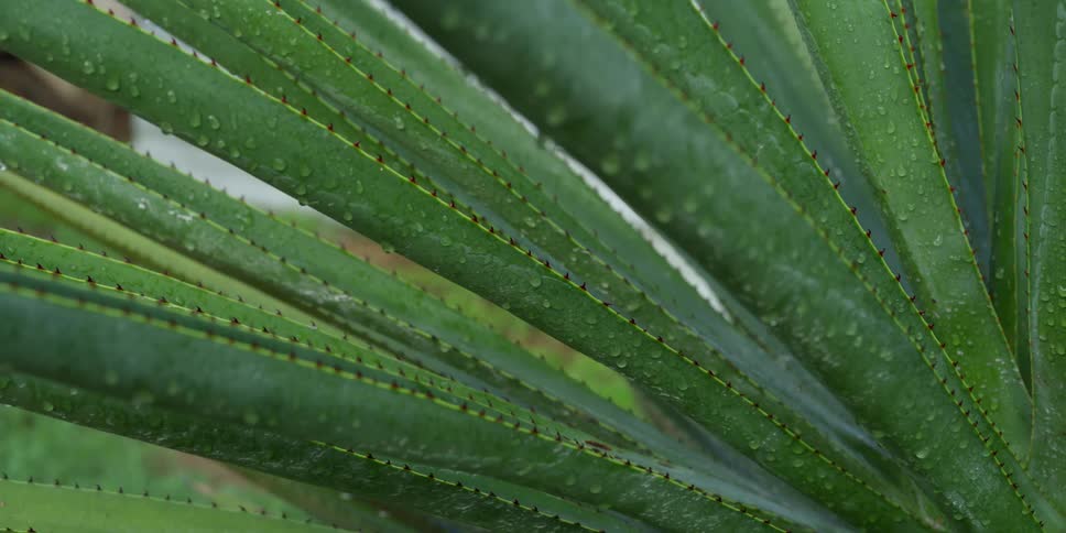 Dew covers the surface of leaves on an aloe plant