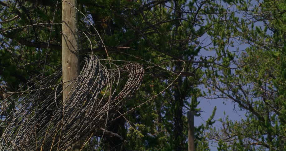 Coils of barbed wire wrapped around the shaft of a utility pole