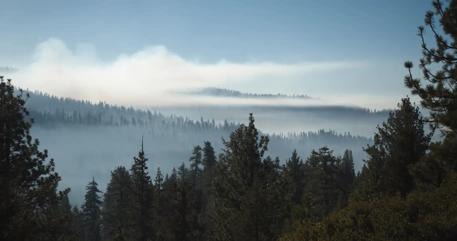 Fog or mist over a pine tree forest in the mountains at daytime