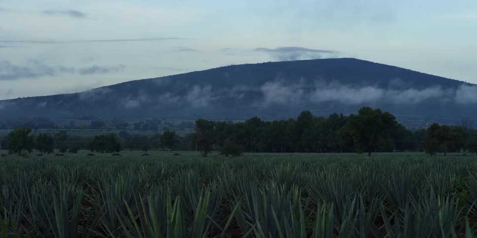 Landscape of blue agave fields at dusk