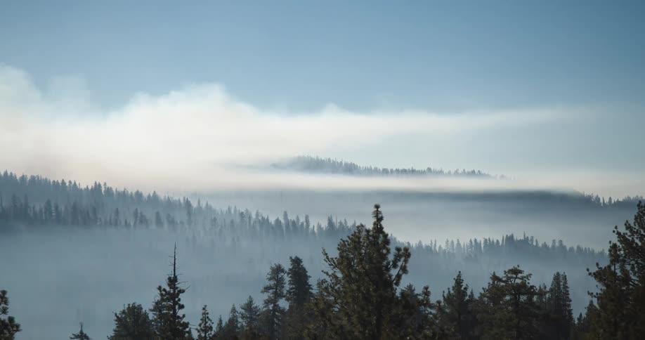 Heavy fog settles over a snowy forest