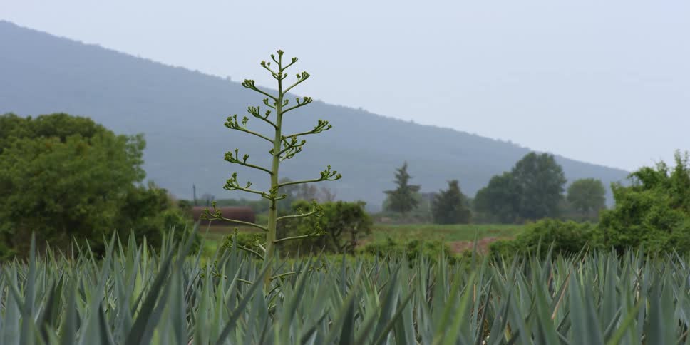 Plants growing in a grassland