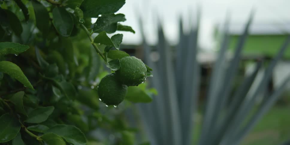 Water drops hang at bottom of lime on tree in house yard
