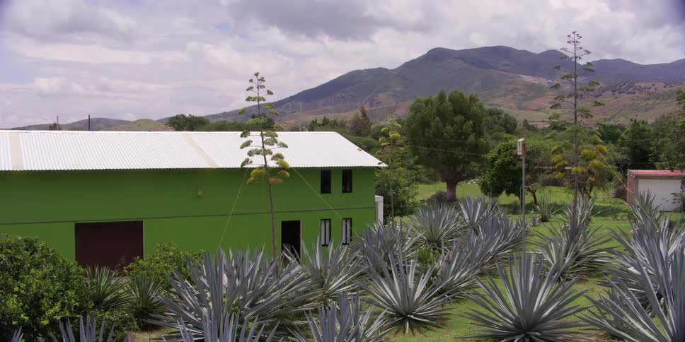 Agave plants growing on a farm in the countryside at daytime
