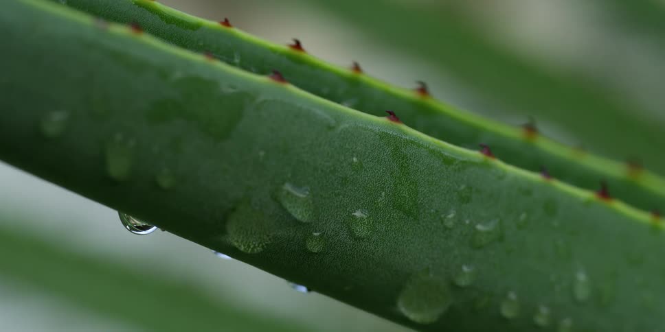 Water drops bead on surface of thorny aloe vera stalk