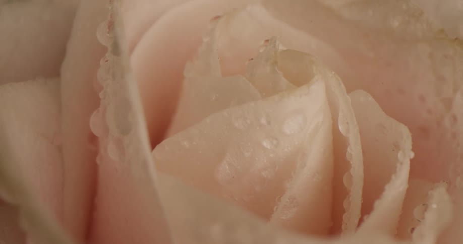 Extreme close up of water droplets on the petals of a light pink rose