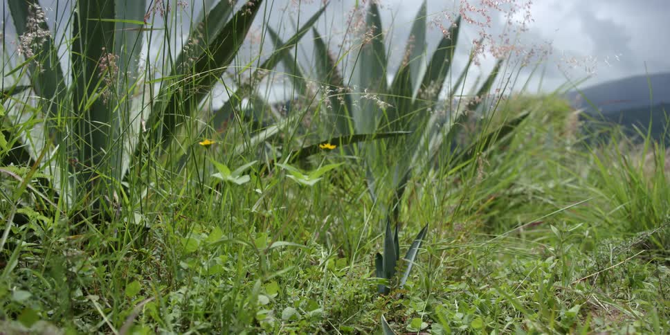 Wildflowers sway in wind near plants with long wide stalks with misty mountains in the background