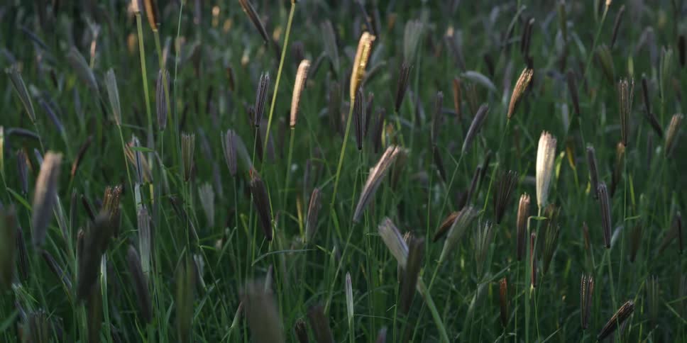 The sun shines upon plants and tall grass moving in the breeze