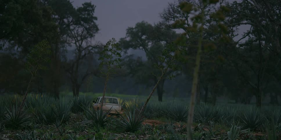 A white truck with the headlights on is traveling on a rural road toward the woods
