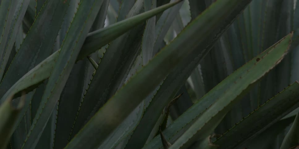 A sun ray moves across green agave leaves