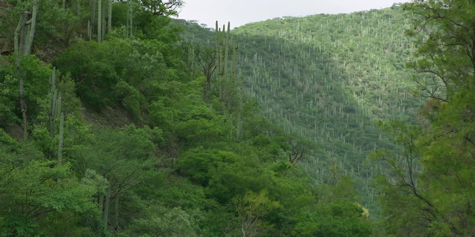 Aerial view of a forest landscape is displayed in spring