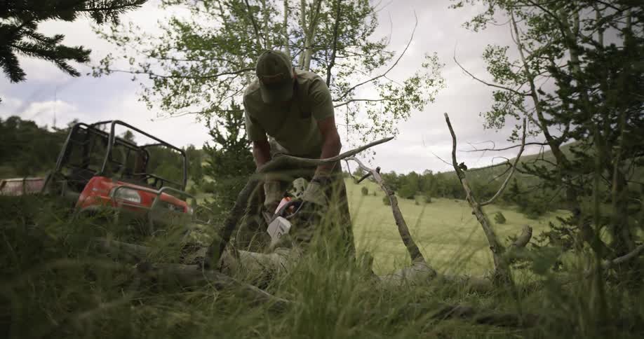 Man cuts a fallen tree with a chainsaw on a field next to the pine tree forest
