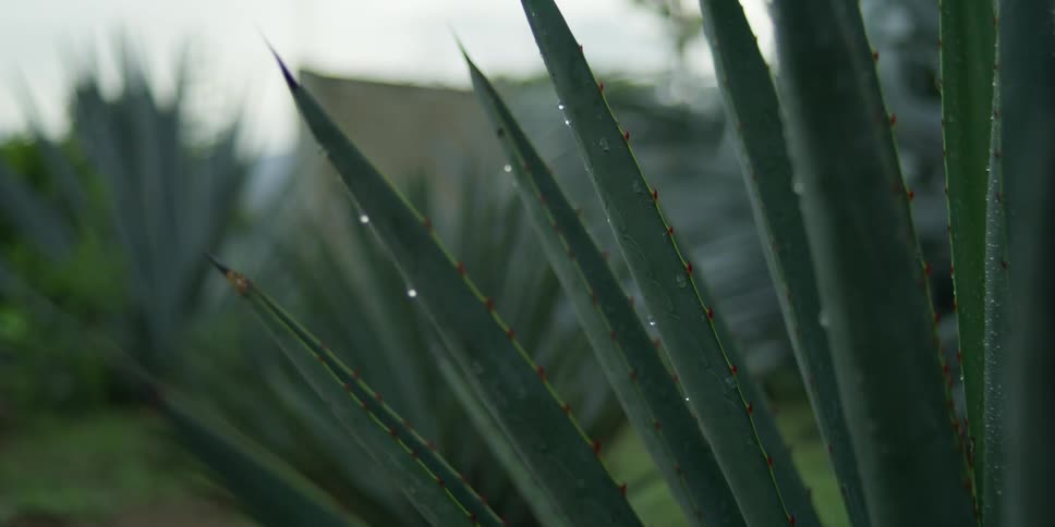 Close up view of tropical plants is displayed