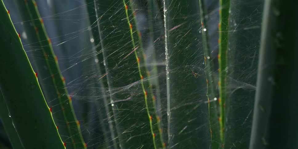 Spider sits in spiderweb strung between long stalks of plant